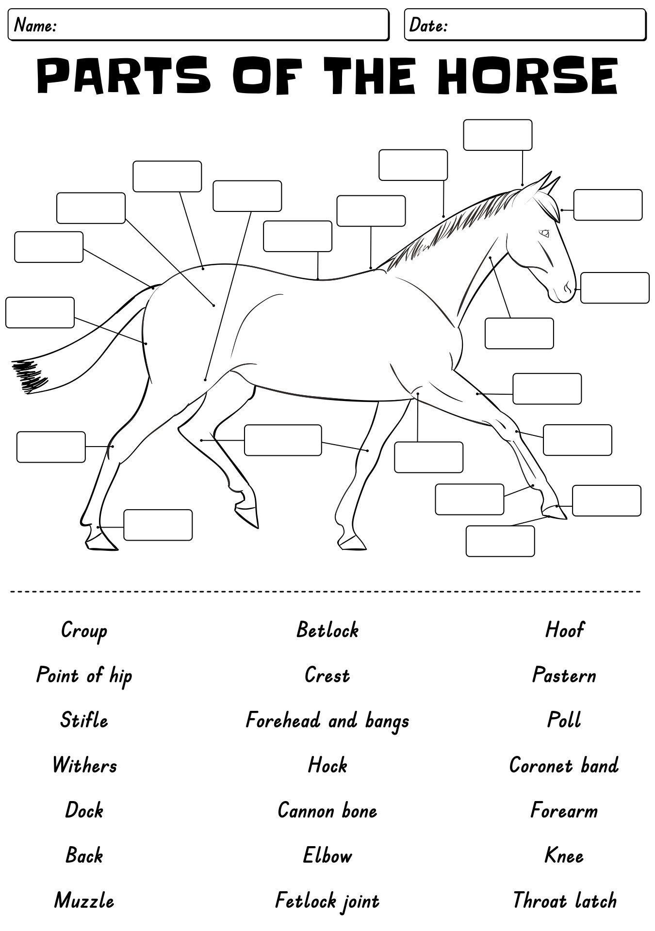 13 Points Of The Horse Worksheet Free PDF At Worksheeto Worksheet Parts Of The Horse White Oak Stables