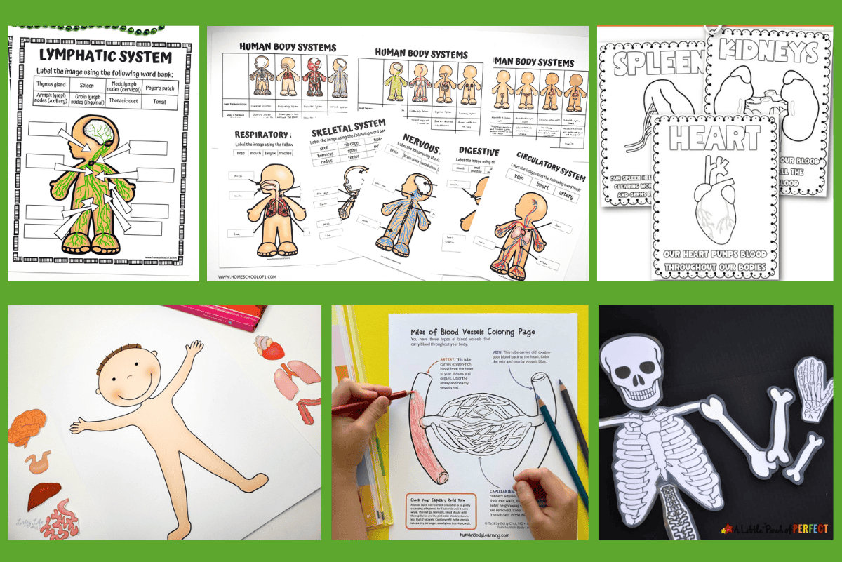21 Human Anatomy Worksheets For Kids