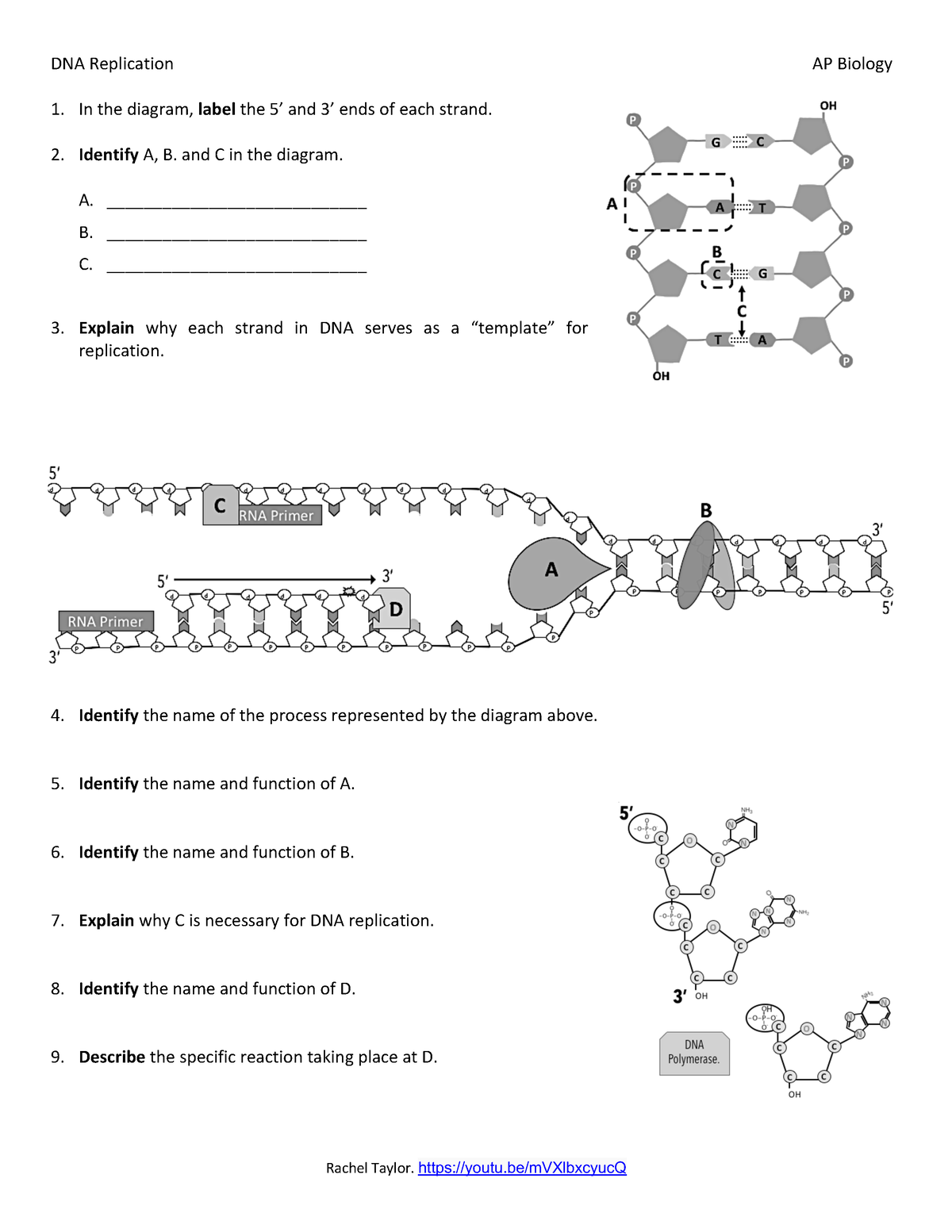 6 2 DNA Replication AP Bio Worksheet Rachel Taylor Youtu Worksheets Library 6 2 DNA Replication AP Bio Worksheet Rachel Taylor Youtu Worksheets Library