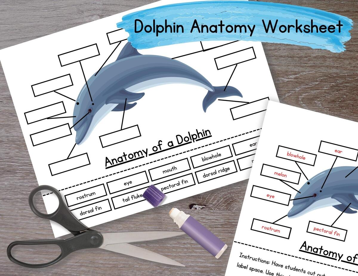 Anatomy Of A Dolphin Worksheet PDF Etsy