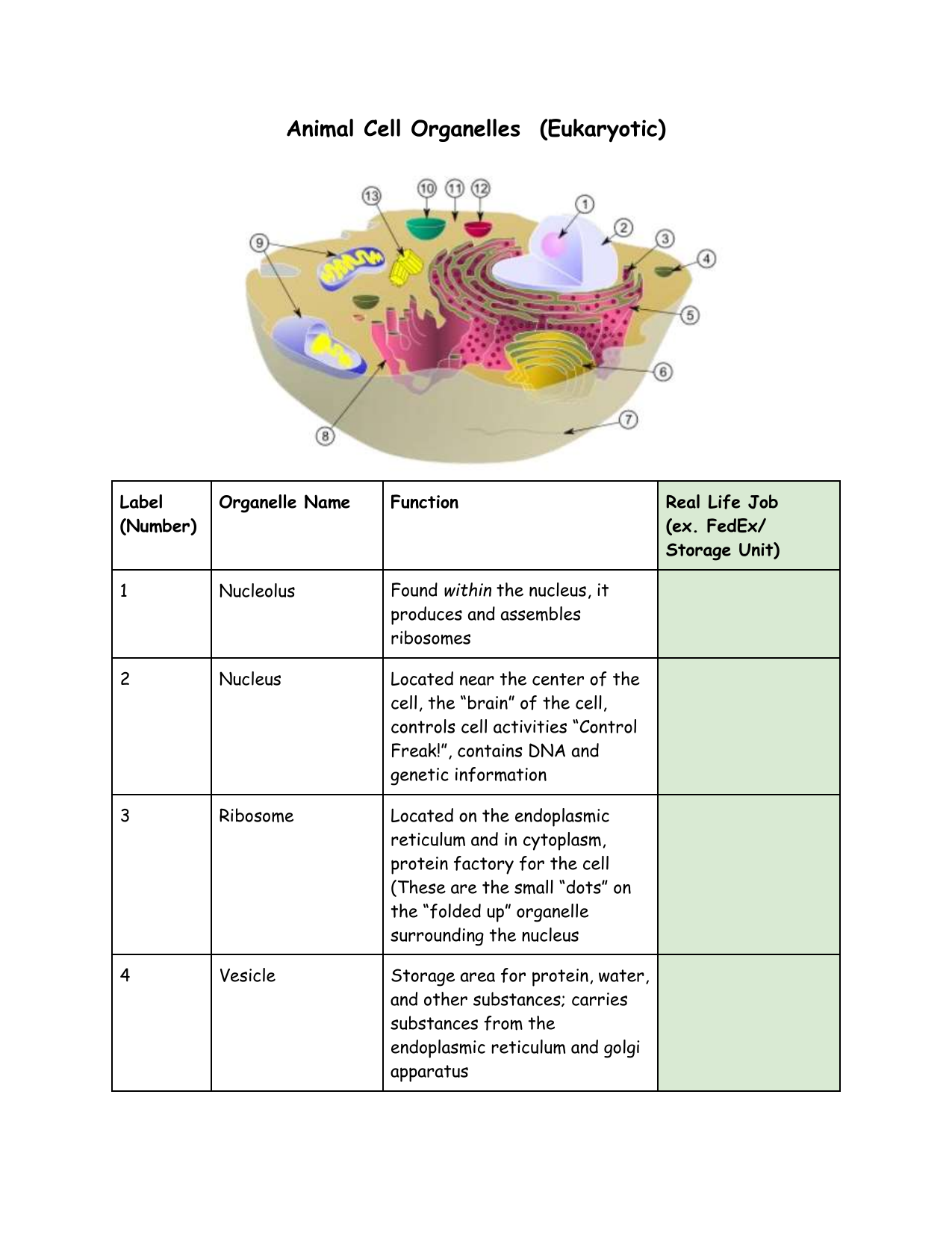 Animal Cell Organelles Worksheet Functions Analogies