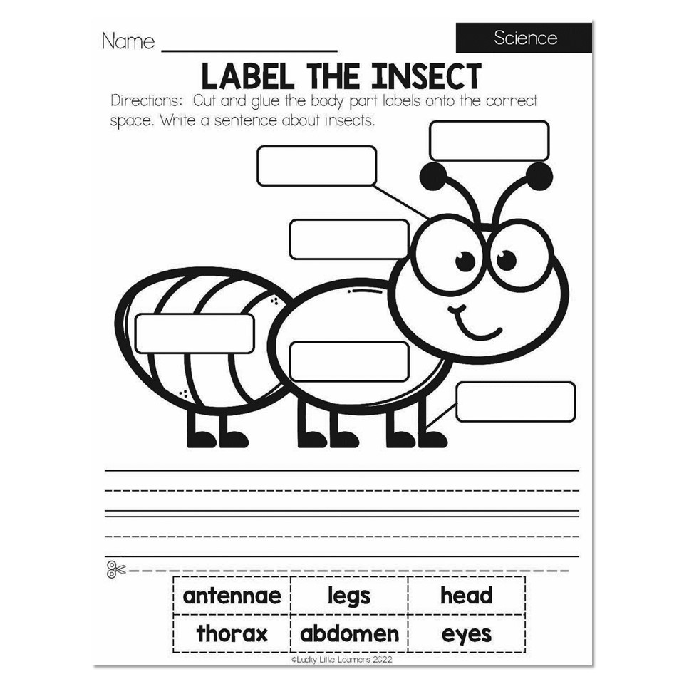 Black Bear Informational Worksheet First Grade Science Forest Worksheets Library