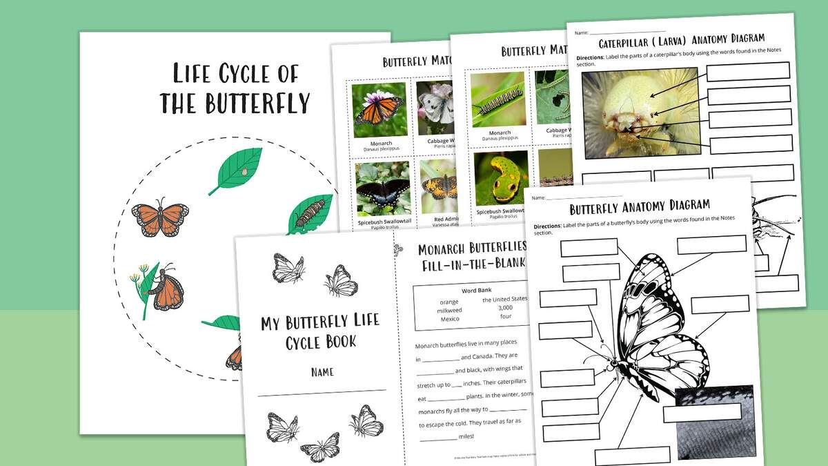 Butterfly Life Cycle Worksheet Bundle Free Printables Butterfly Life Cycle Worksheet Bundle Free Printables