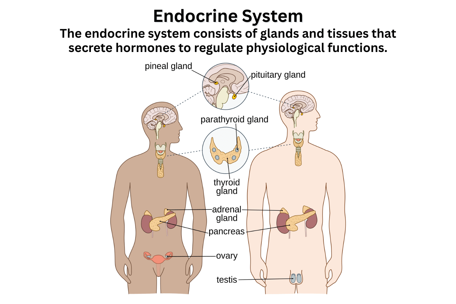 Endocrine System Diagram Function Hormones Diseases