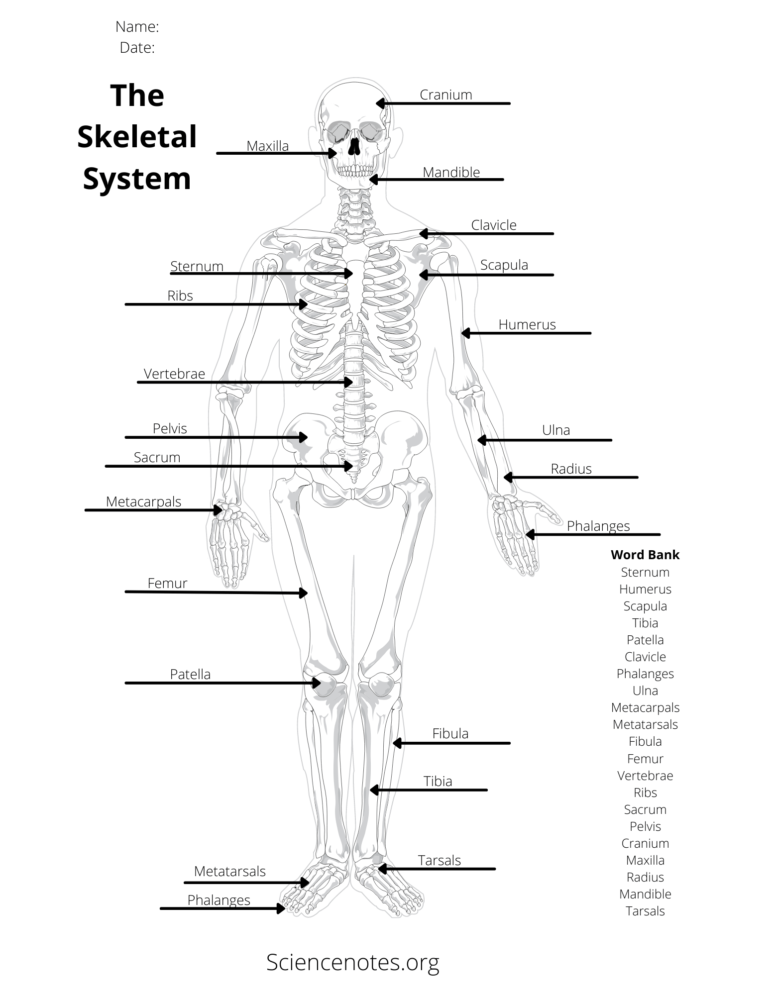 Free Human Anatomy Printable Pack Homeschool Compass