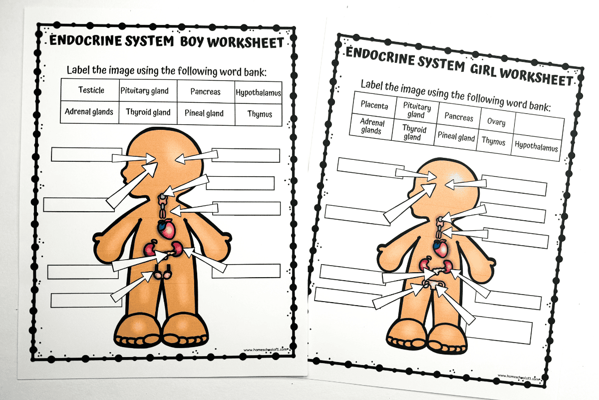 Free Endocrine System Labeling Worksheet For Kids