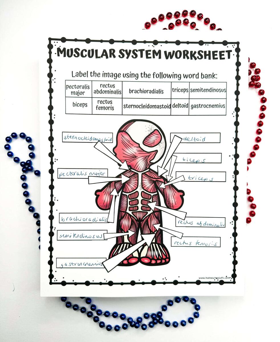 Free Muscular System Labeling Worksheet Free Muscular System Labeling Worksheet