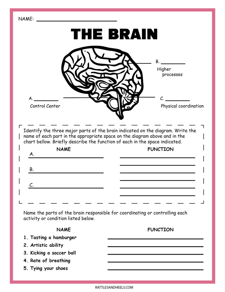 Free Science Worksheets The Nervous System Adanna Dill 5th Grade Water Cycle Worksheets Printable