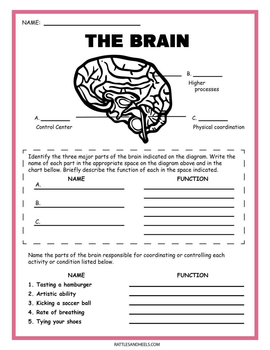Free Science Worksheets The Nervous System Adanna Dill Free Printable Science Experiment Recording Worksheet
