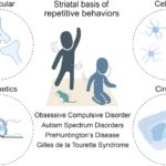 Frontiers Striatal Insights A Cellular And Molecular Perspective On Repetitive Behaviors In Pathology