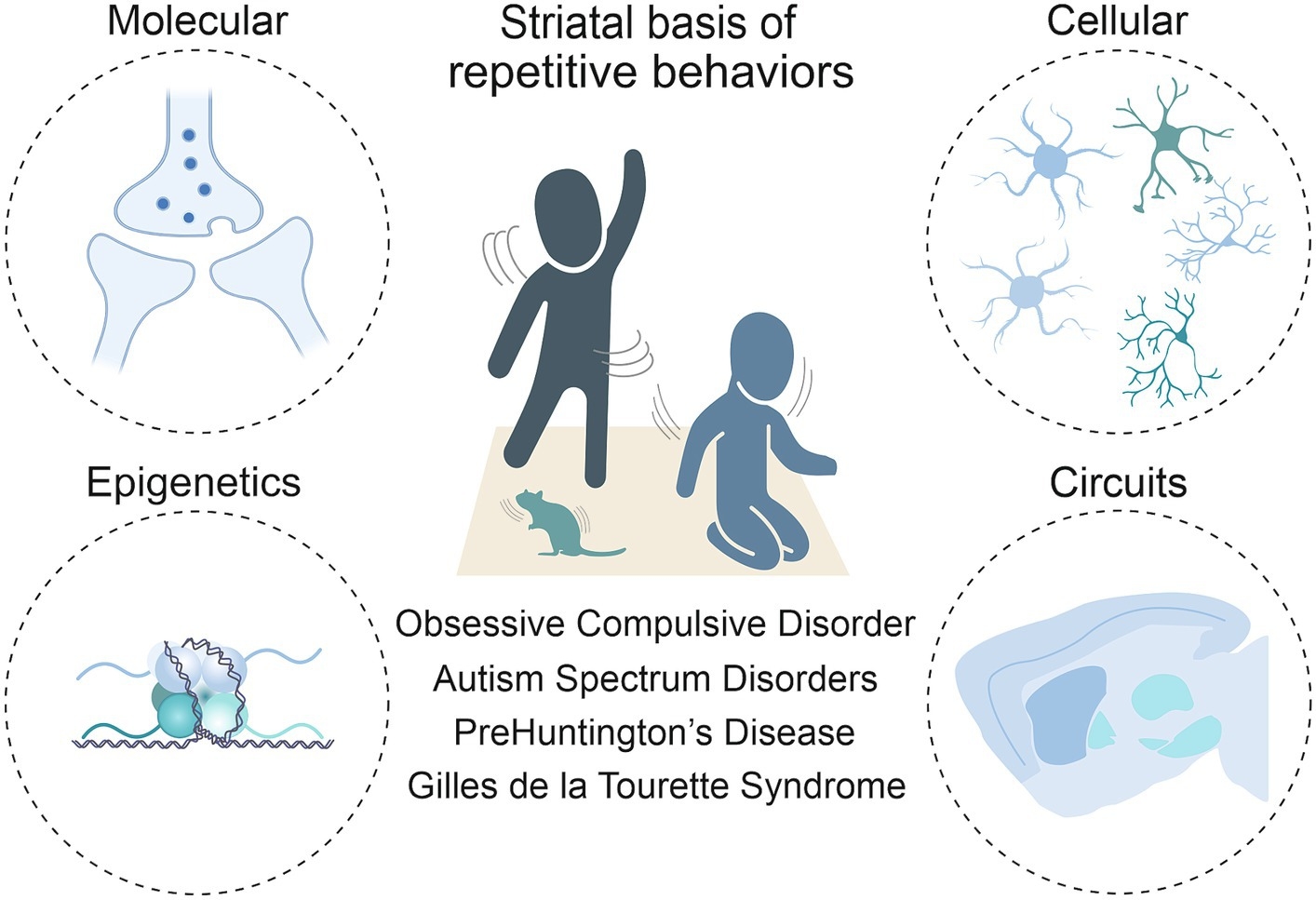 Frontiers Striatal Insights A Cellular And Molecular Perspective On Repetitive Behaviors In Pathology Frontiers Striatal Insights A Cellular And Molecular Perspective On Repetitive Behaviors In Pathology