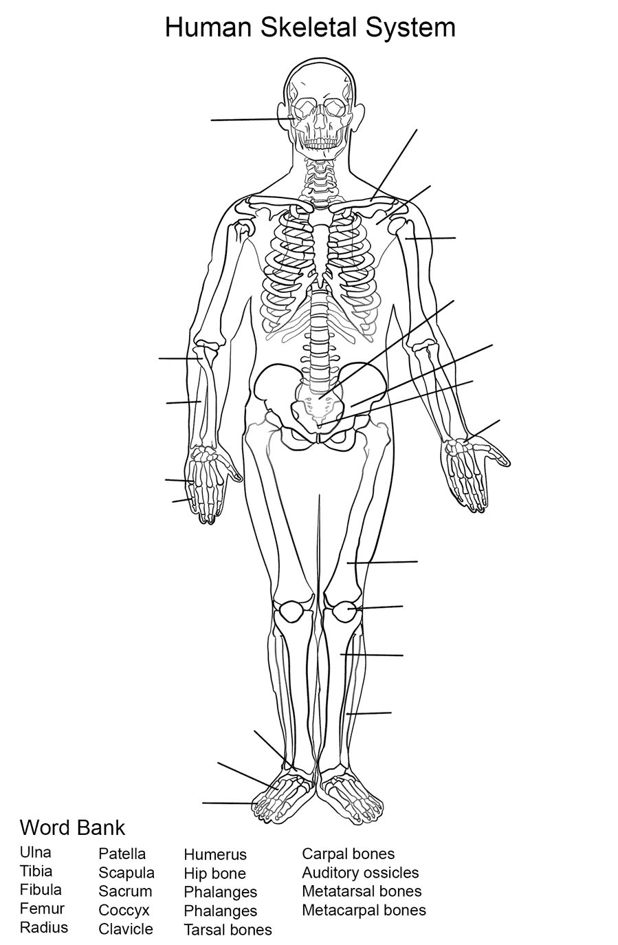Human Skeletal System Worksheet Coloring Page Free Printable