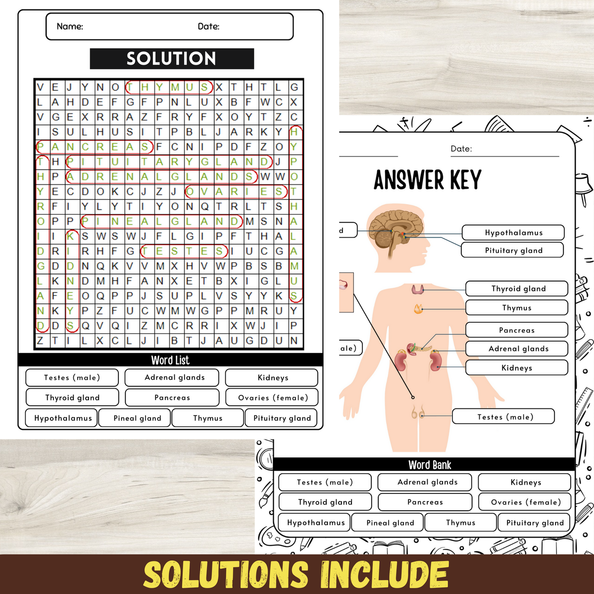 Label The Endocrine System Worksheet Endocrine System Activity Anatomy Made By Teachers