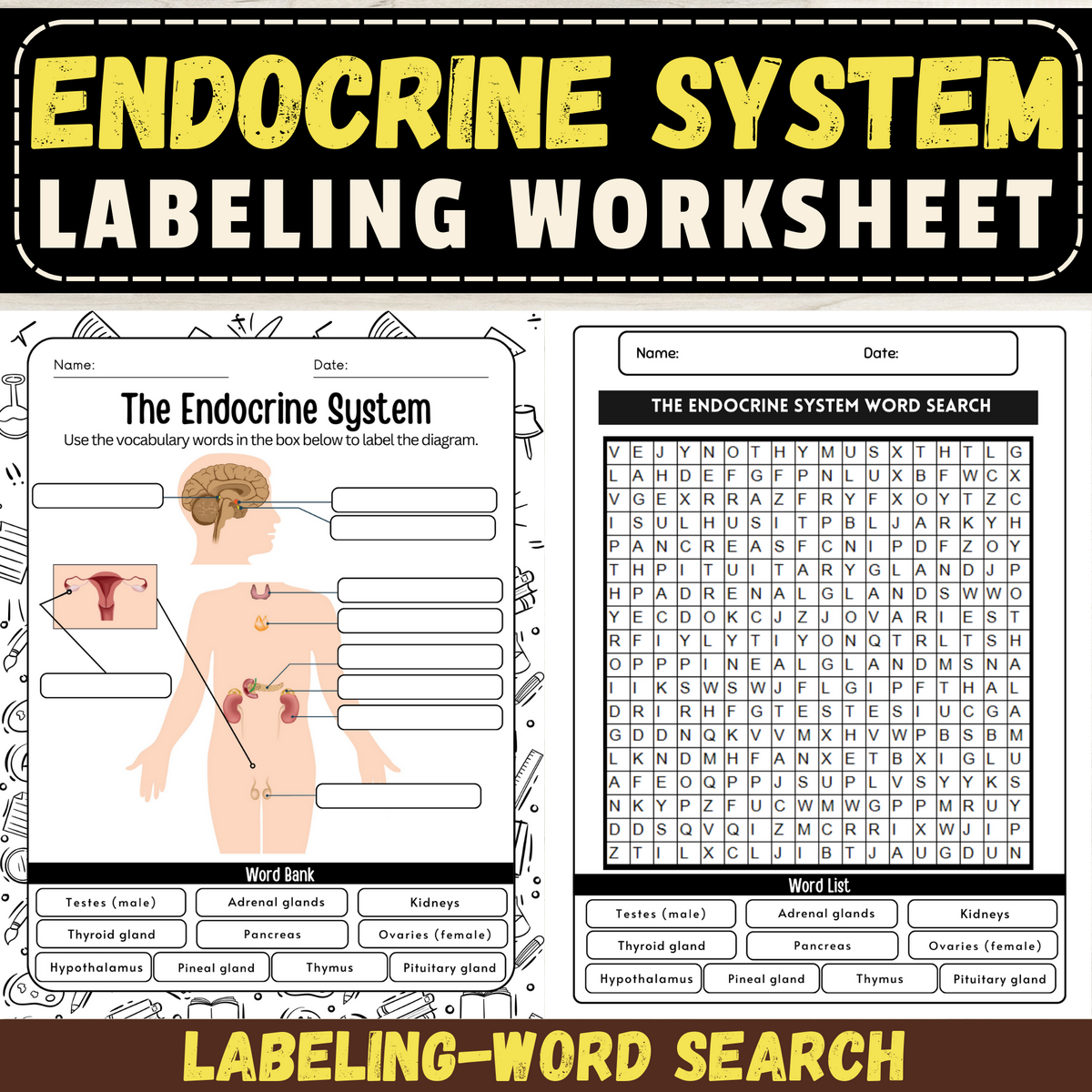 Free Endocrine System Labeling Worksheet For Kids
