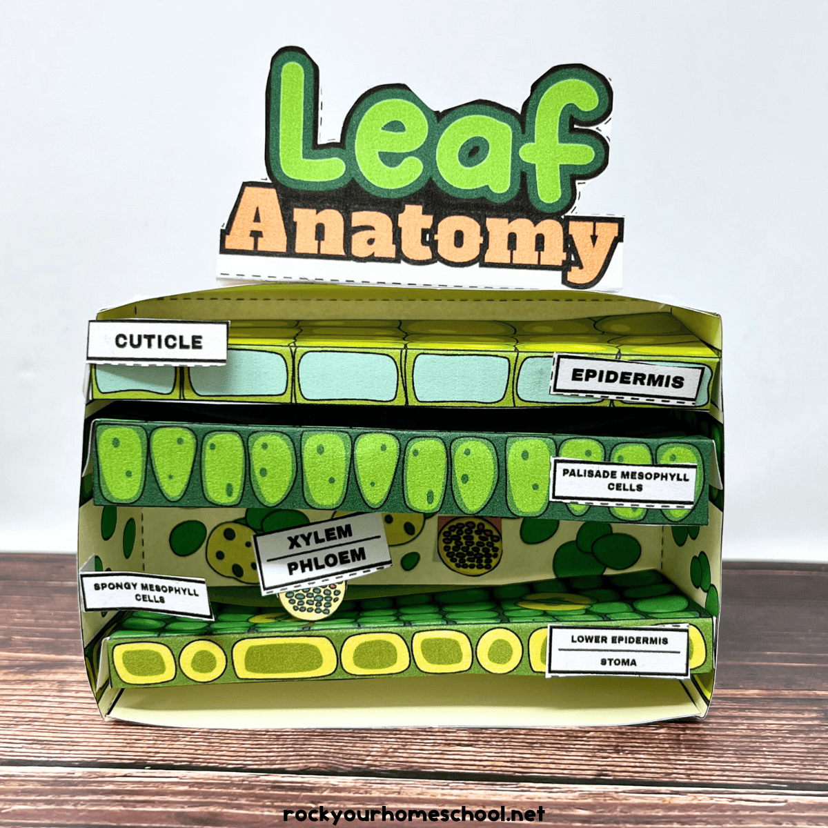Leaf Anatomy Worksheet Set For Diorama Fun And More Free Rock Your Homeschool