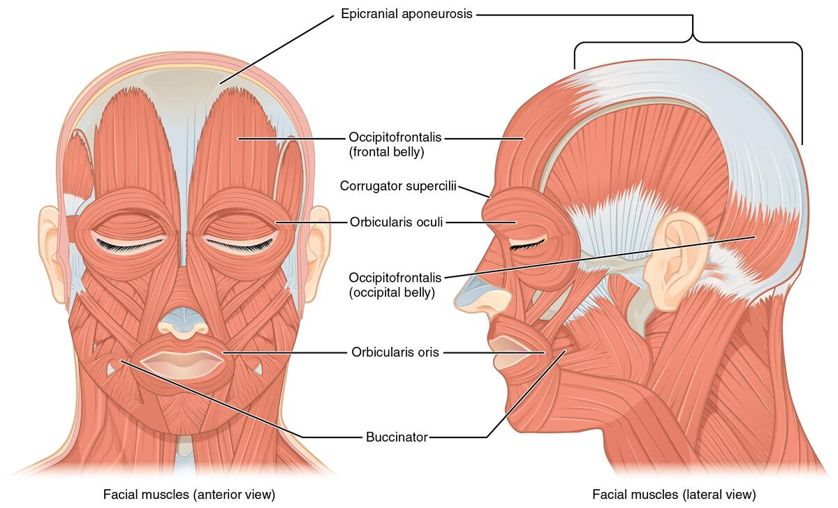 Module 23 Skull And Muscles Of The Face Anatomy 337 EReader Module 23 Skull And Muscles Of The Face Anatomy 337 EReader