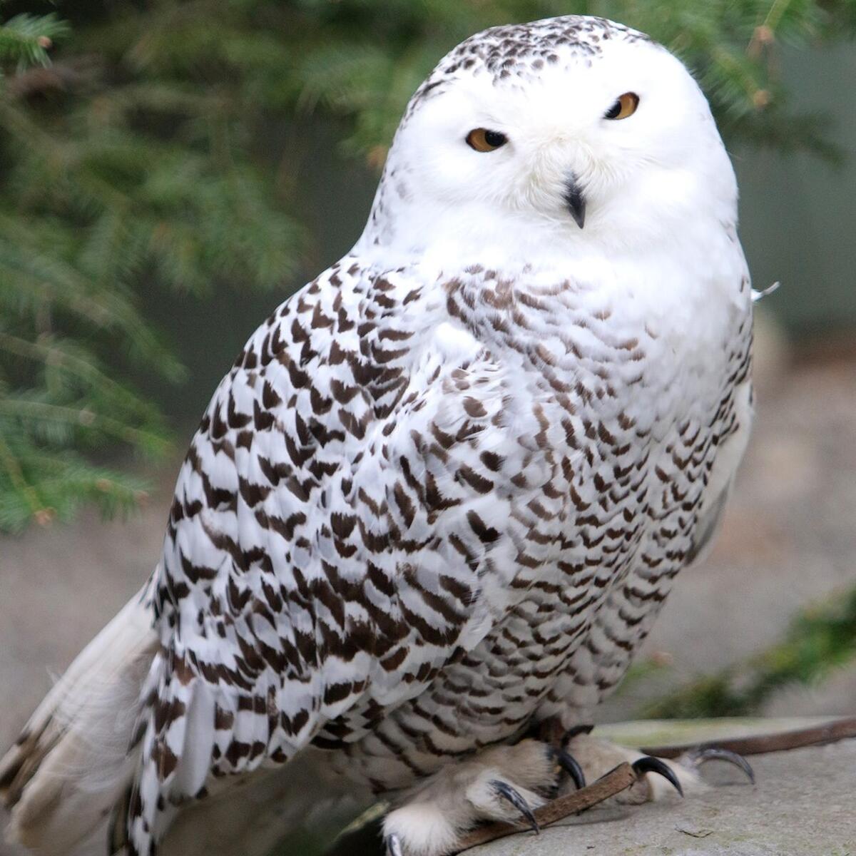 Owls In Winter Vermont Institute Of Natural Science Wildlife Forest Conservation B S Vermont State University