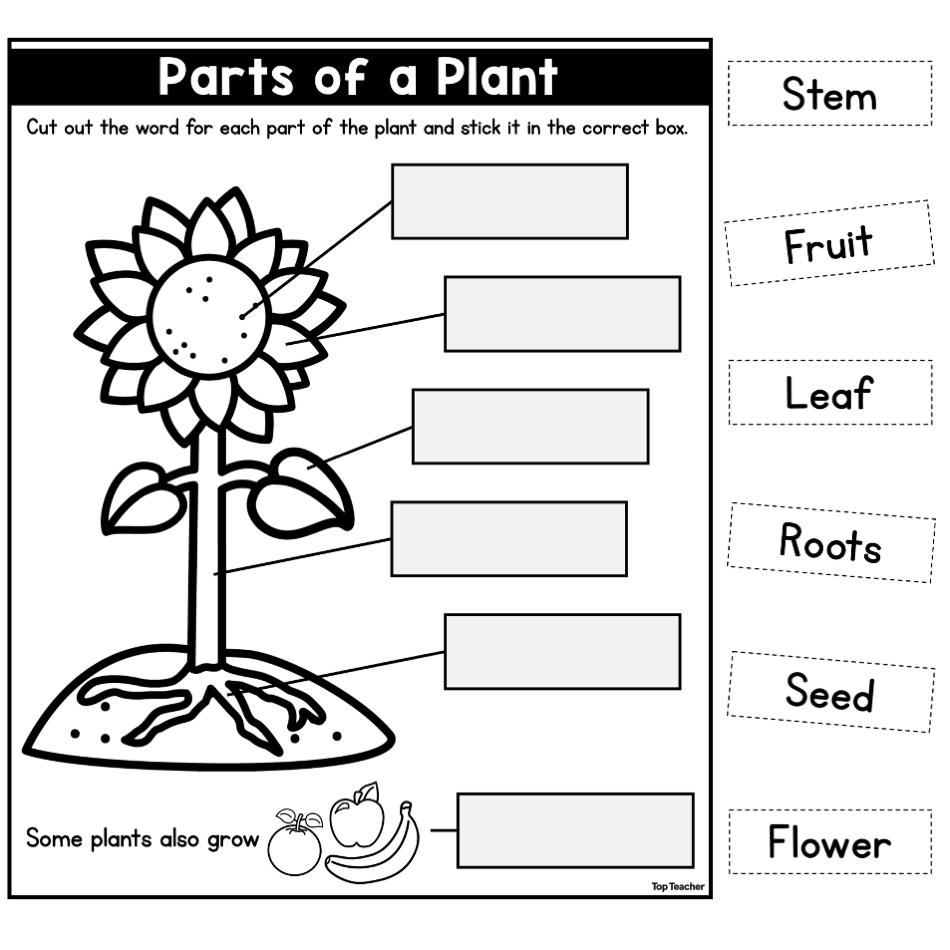 Part Of Plants Fill In The Blanks And Coloring Activity For Kids Free PDF Download For Kids Ezpzlearn