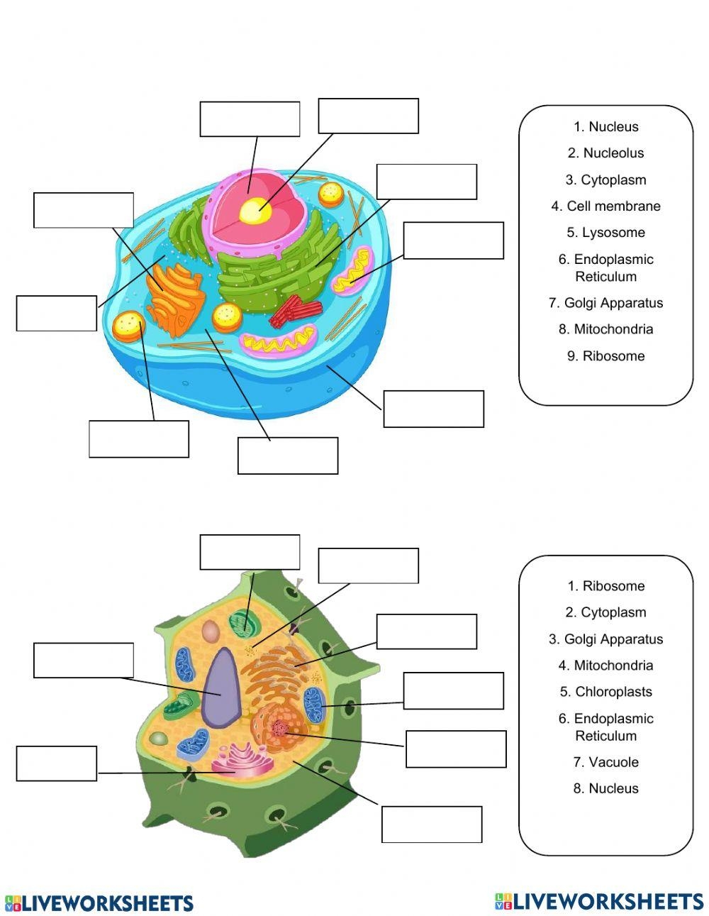 Parts Of Animal And Plant Cell Worksheet Worksheets Library
