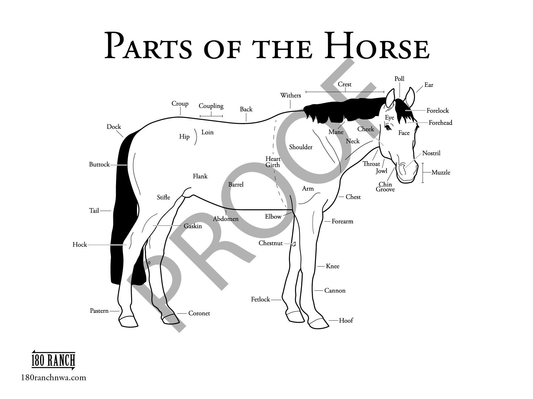 Parts Of The Horse Printable Worksheet 180 Ranch NWA