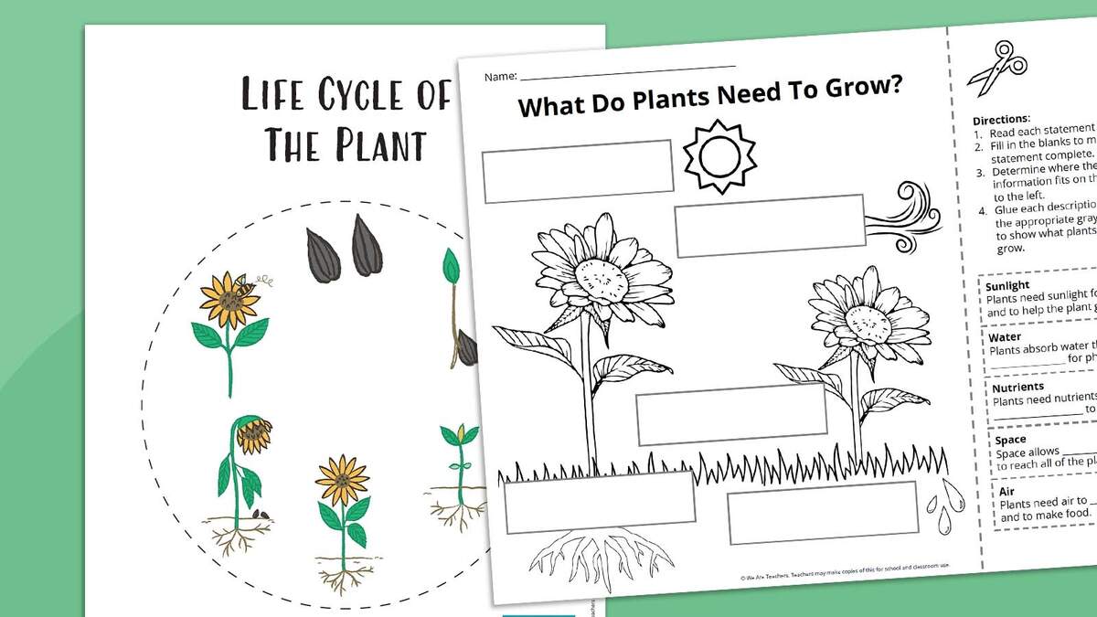 Plant Life Cycle Worksheets Free Printables For Kids Adanna Dill