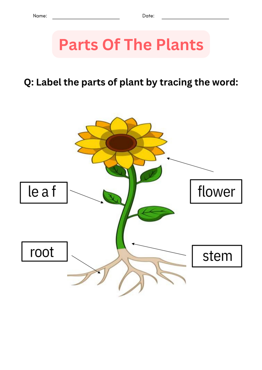 Parts Of A Plant Biological Science Worksheet Top Teacher