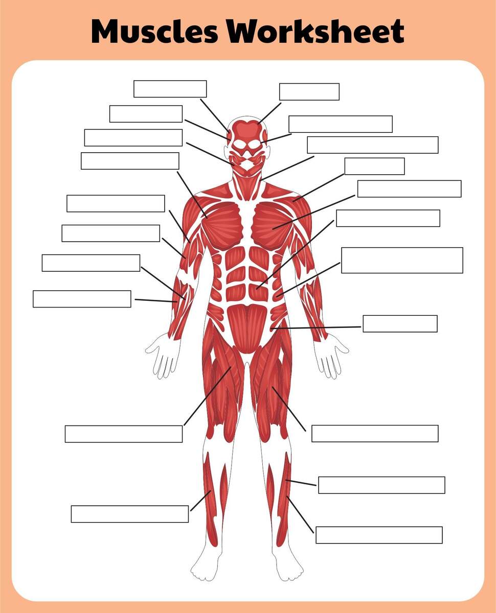 Printable Muscular System Worksheets Muscular System Free Worksheet For Kids SKOOLGO