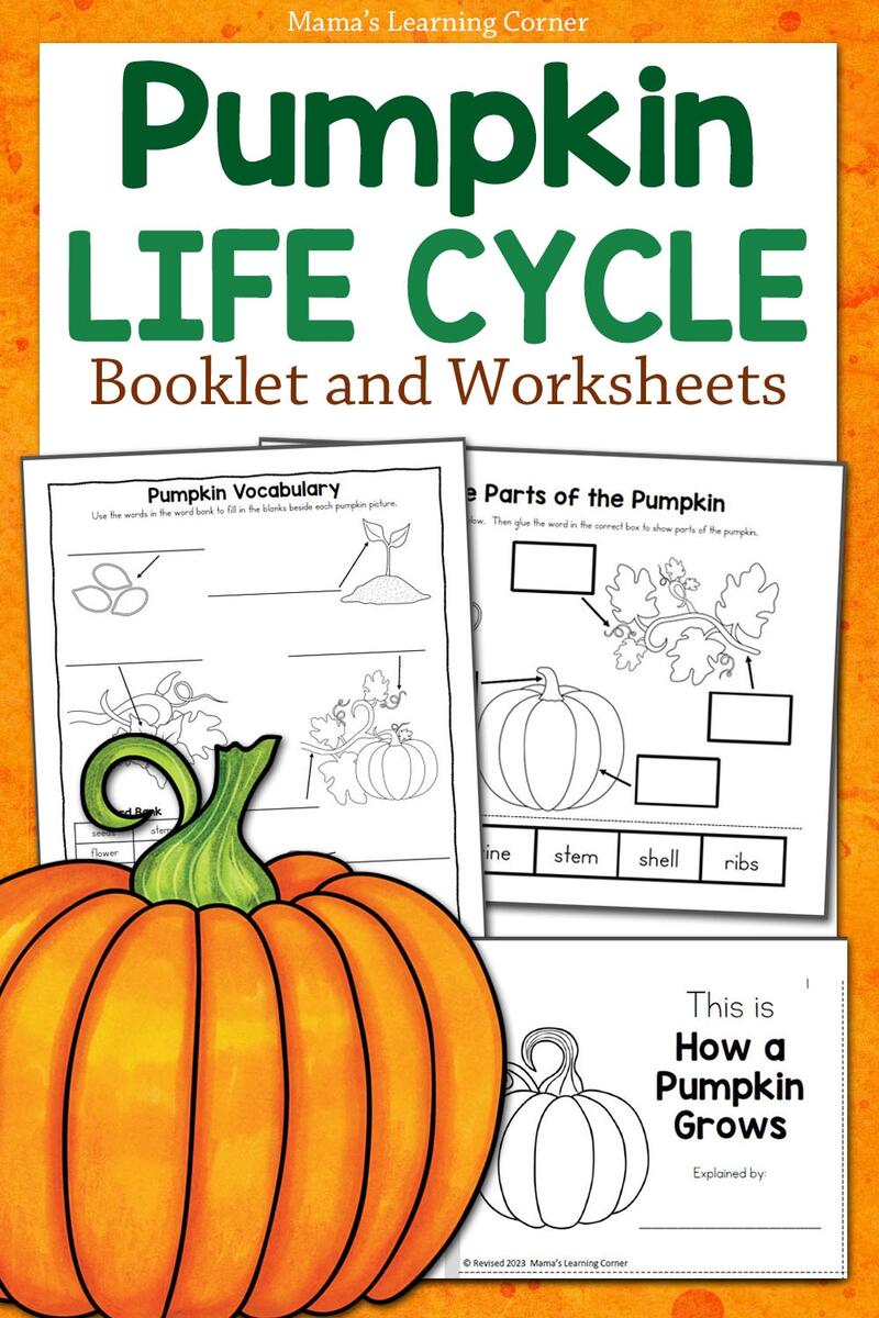 Pumpkin Life Cycle Activity For A Fun Science Foldable Free Rock Your Homeschool