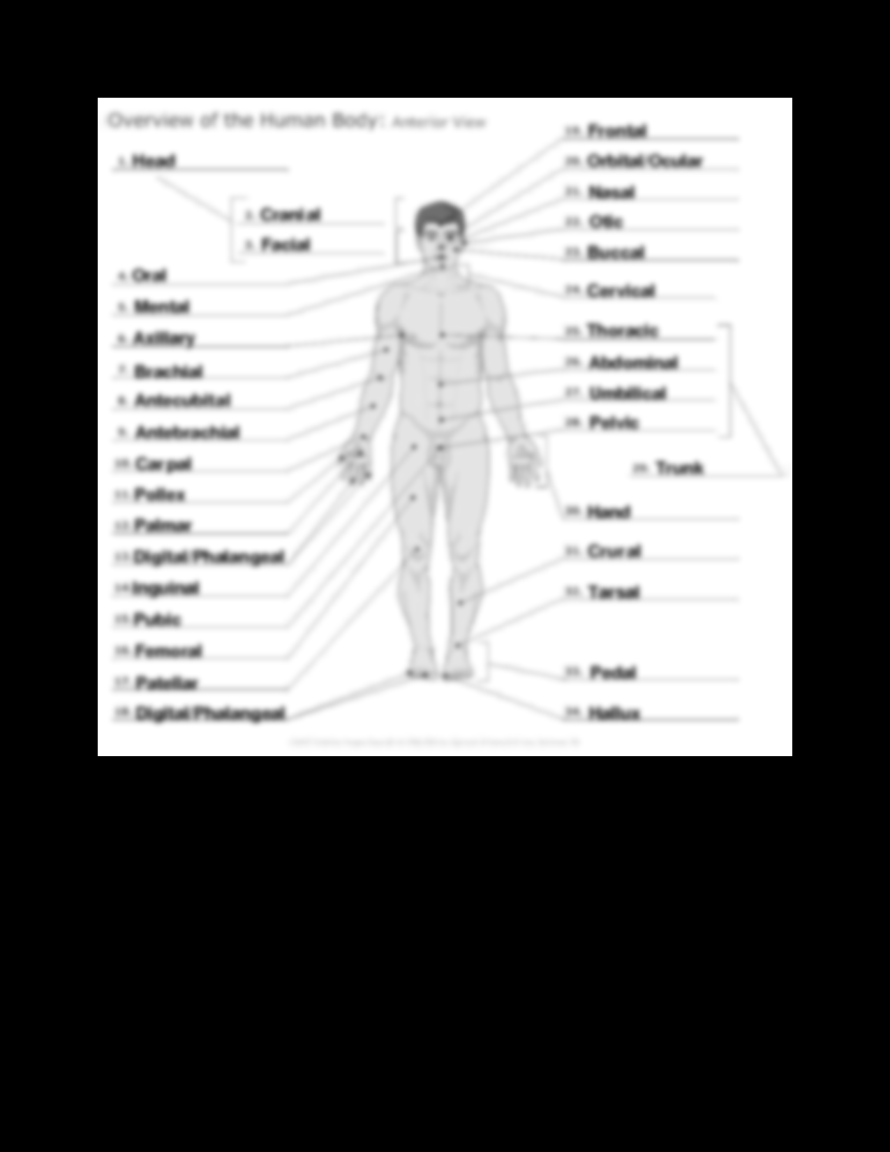 12 Blank Anatomy Worksheets Free PDF At Worksheeto